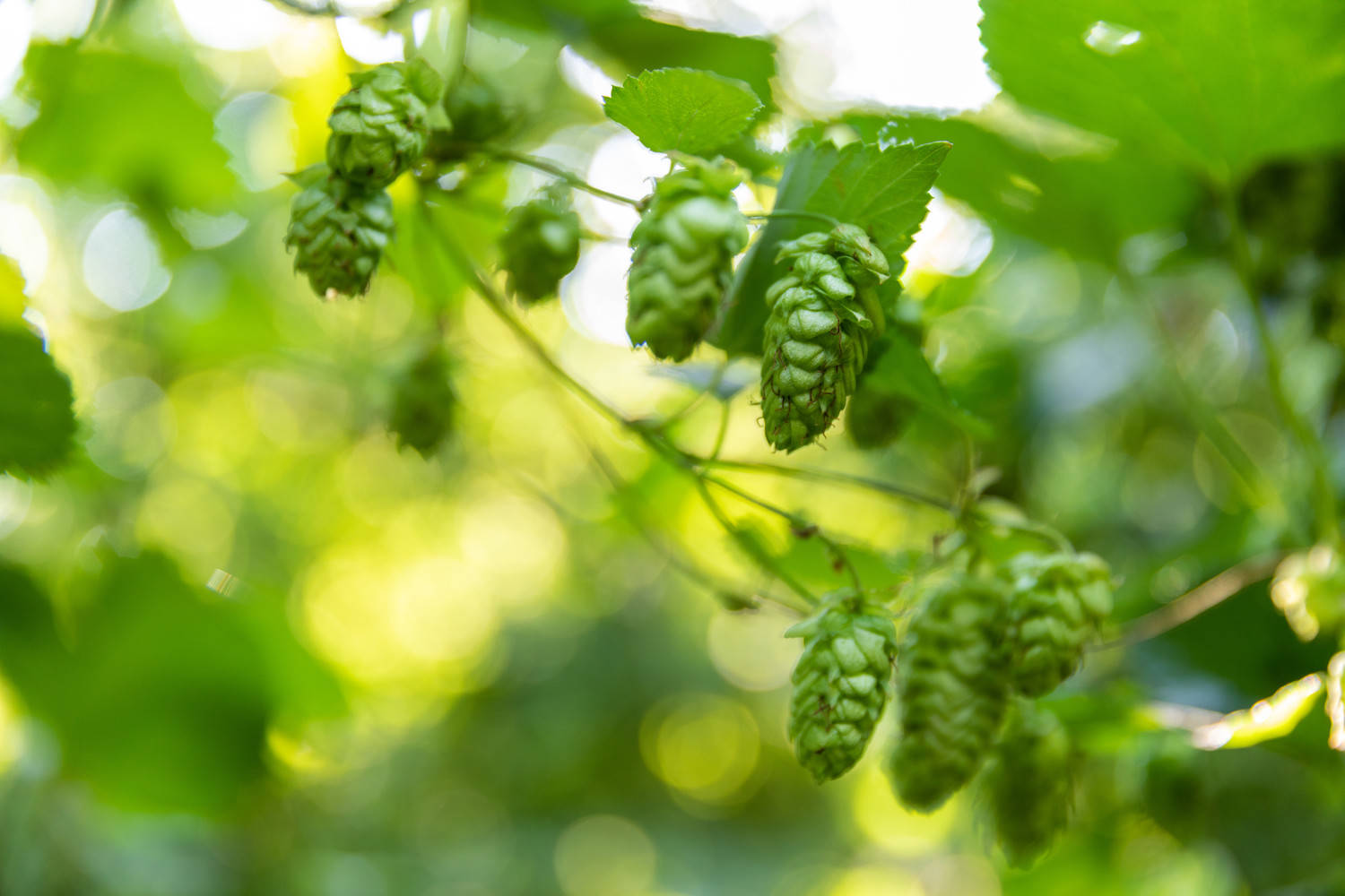 Sabro® Brand HBC 438